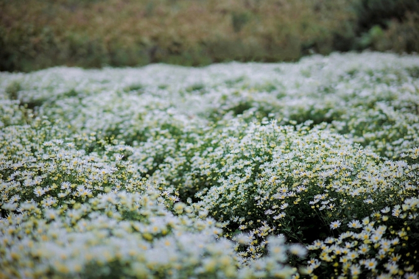 Mộc Châu khoác sắc trắng cúc họa mi, hút khách mê chụp ảnh
