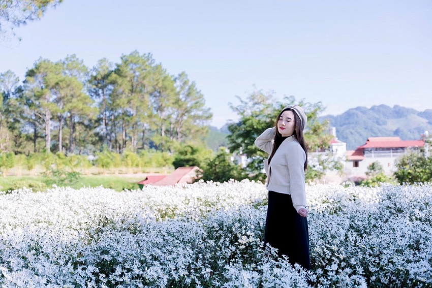 Mộc Châu khoác sắc trắng cúc họa mi, hút khách mê chụp ảnh