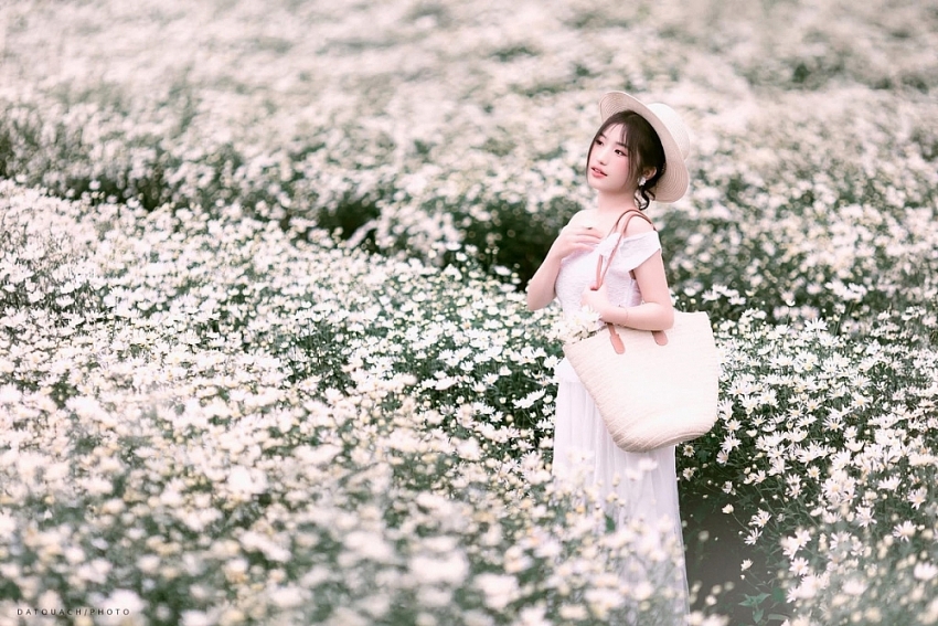 Mộc Châu khoác sắc trắng cúc họa mi, hút khách mê chụp ảnh