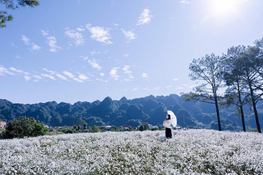 Mộc Châu khoác sắc trắng cúc họa mi, hút khách mê chụp ảnh