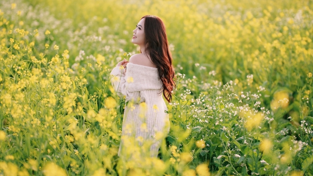 Mộc Châu rực sắc cải vàng, hút khách đầu đông