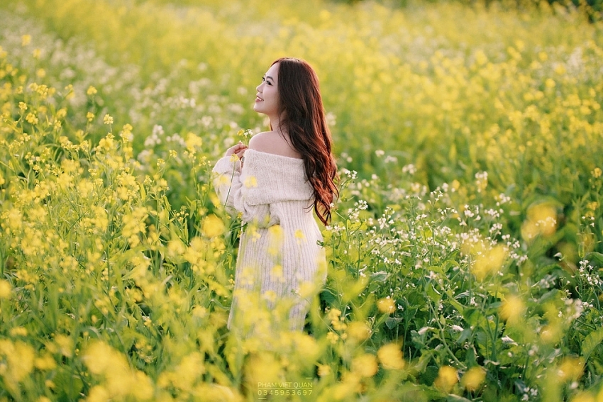 Mộc Châu rực sắc cải vàng, hút khách đầu đông