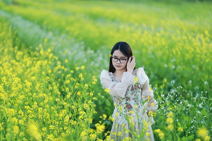 Mộc Châu rực sắc cải vàng, hút khách đầu đông