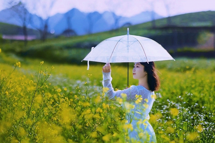 Mộc Châu rực sắc cải vàng, hút khách đầu đông