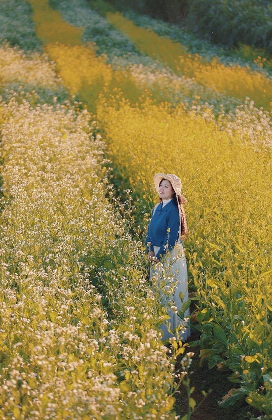 Mộc Châu rực sắc cải vàng, hút khách đầu đông