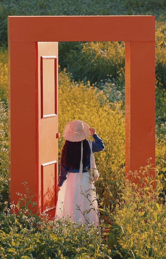 Mộc Châu rực sắc cải vàng, hút khách đầu đông