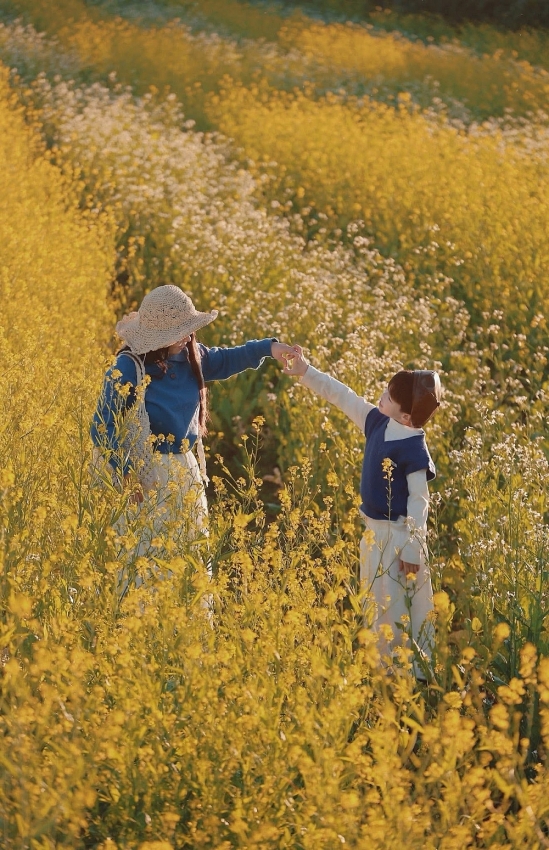 Mộc Châu rực sắc cải vàng, hút khách đầu đông