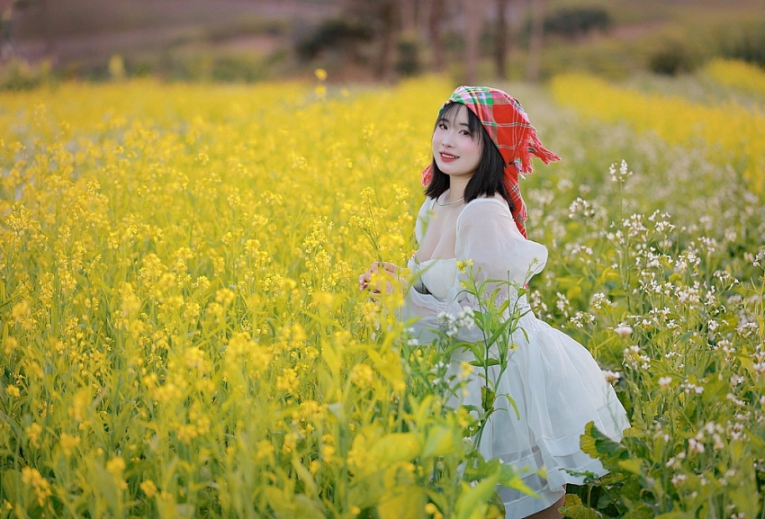 Mộc Châu rực sắc cải vàng, hút khách đầu đông