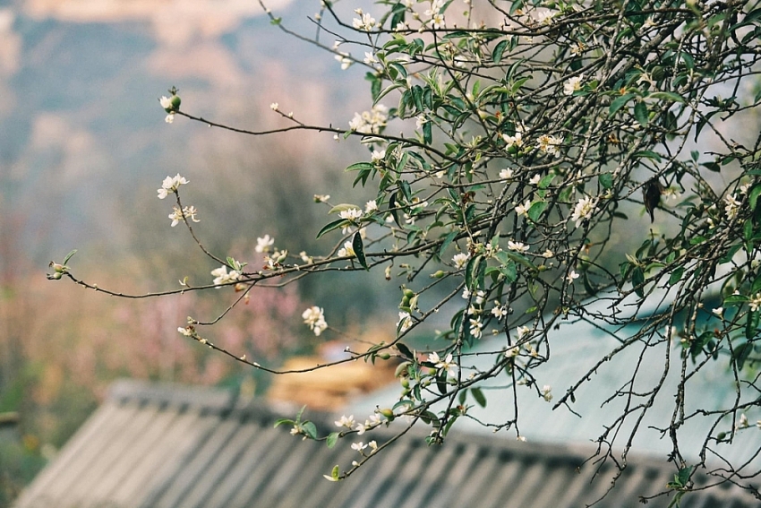 Gợi ý lịch trình vivu Tà Xùa mùa đông cho du khách mê săn mây Gợi ý lịch trình vivu Tà Xùa mùa đông cho du khách mê săn mây