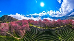 Mai anh đào nhuộm sắc phố núi, Sa Pa vào mùa đẹp nhất cuối năm