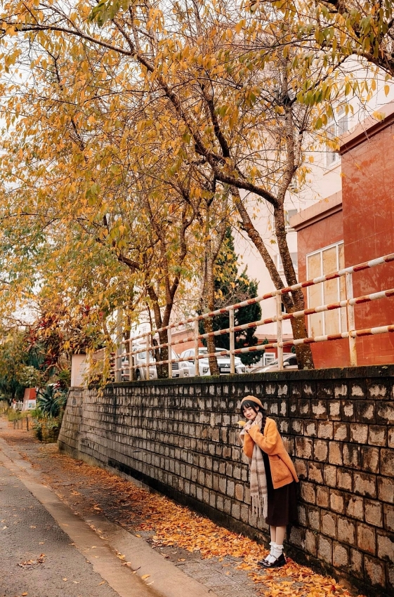 Ghé Đà Lạt mùa cây thay lá, ngắm sắc vàng đỏ phủ khắp phố núi