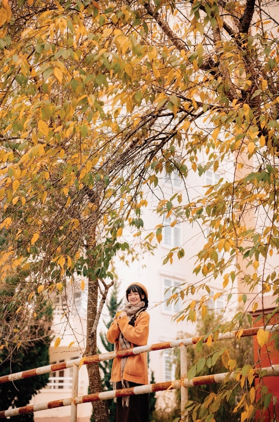 Ghé Đà Lạt mùa cây thay lá, ngắm sắc vàng đỏ phủ khắp phố núi