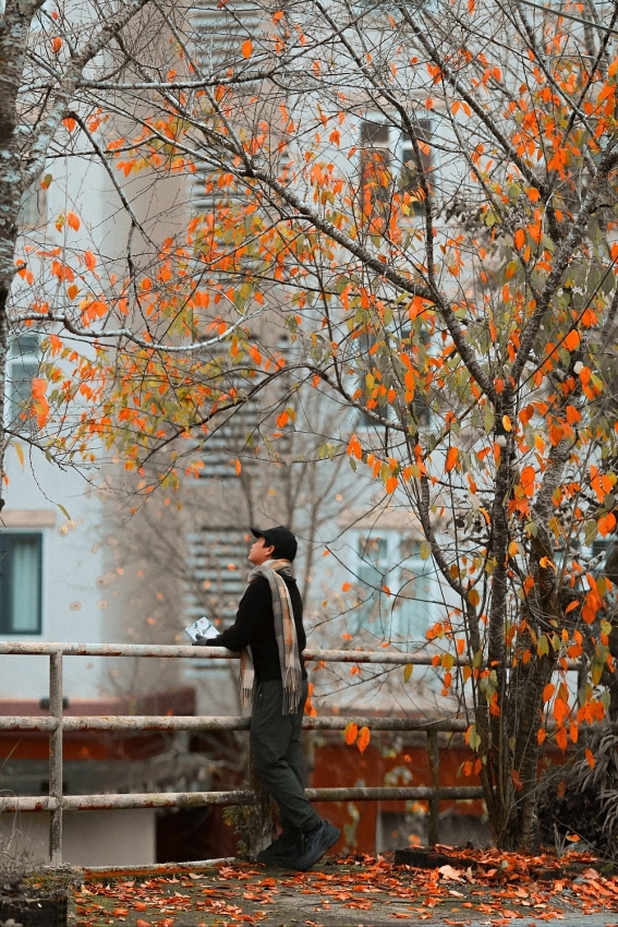 Ghé Đà Lạt mùa cây thay lá, ngắm sắc vàng đỏ phủ khắp phố núi