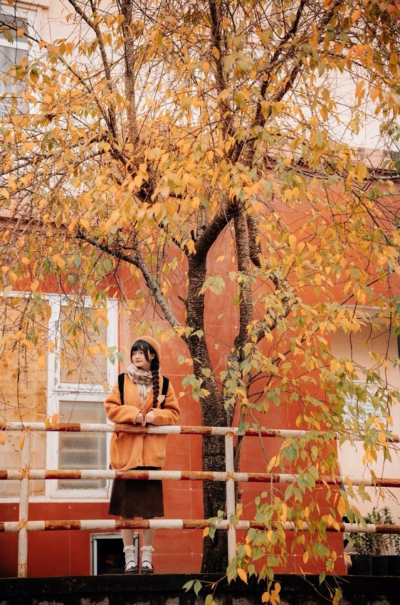 Ghé Đà Lạt mùa cây thay lá, ngắm sắc vàng đỏ phủ khắp phố núi