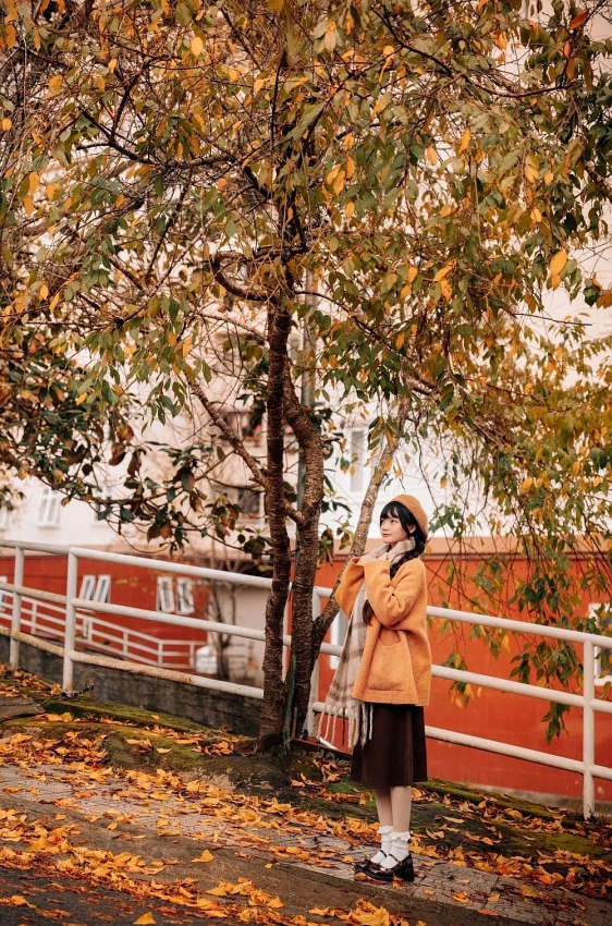 Ghé Đà Lạt mùa cây thay lá, ngắm sắc vàng đỏ phủ khắp phố núi