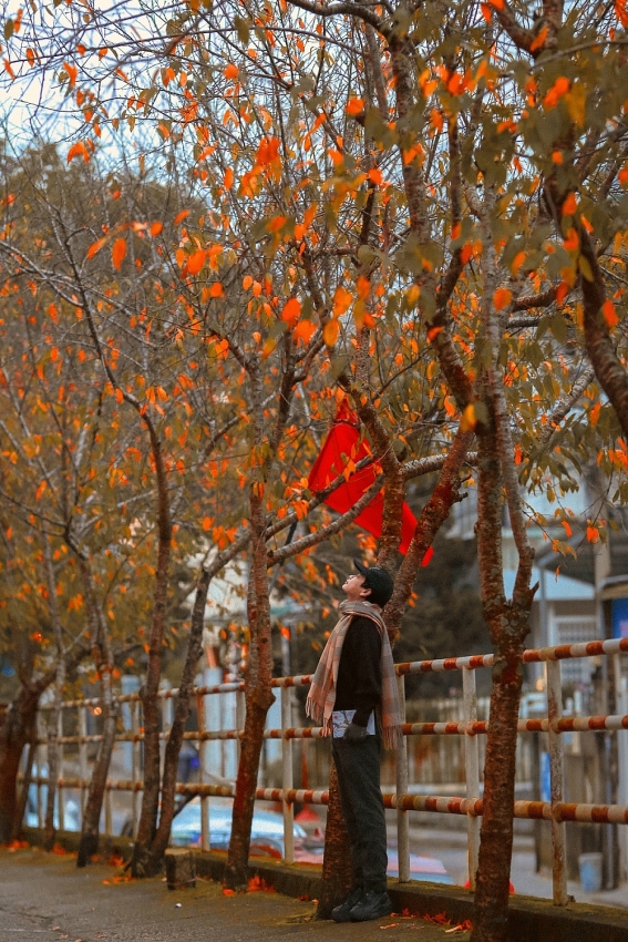 Ghé Đà Lạt mùa cây thay lá, ngắm sắc vàng đỏ phủ khắp phố núi