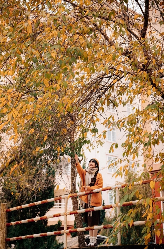 Ghé Đà Lạt mùa cây thay lá, ngắm sắc vàng đỏ phủ khắp phố núi