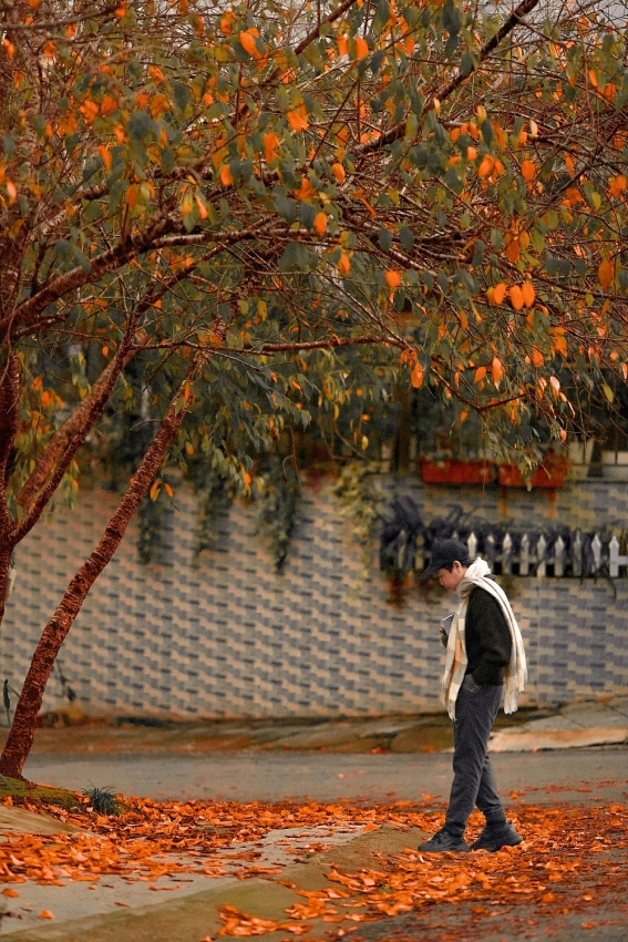 Ghé Đà Lạt mùa cây thay lá, ngắm sắc vàng đỏ phủ khắp phố núi