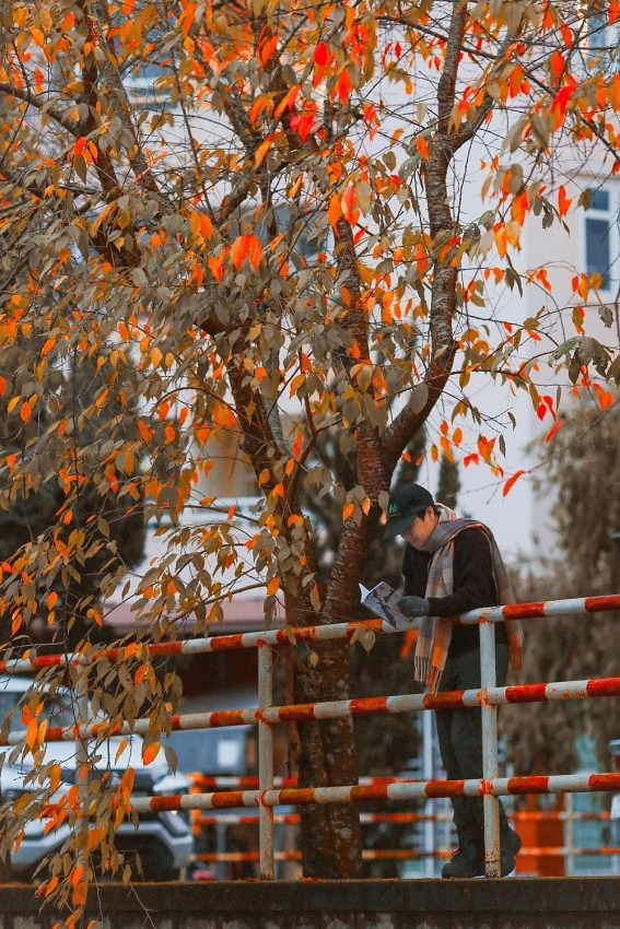 Ghé Đà Lạt mùa cây thay lá, ngắm sắc vàng đỏ phủ khắp phố núi
