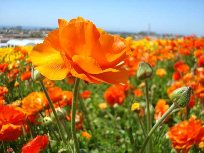 Tử vi tuần mới (8-14/12/2025): Tuổi Tý vị thế nâng cao, tuổi Hợi tài lộc dồi dào