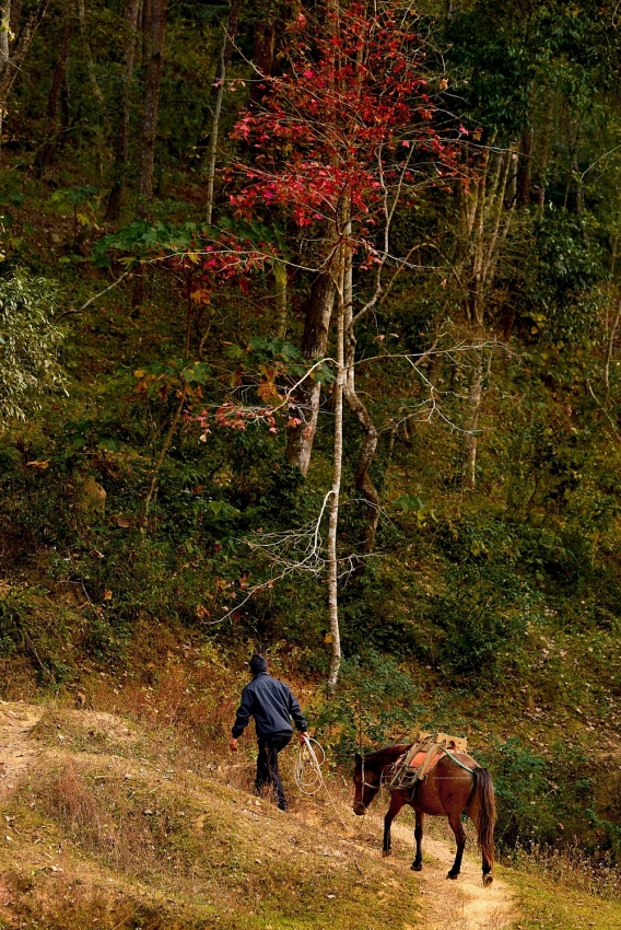 Đông về, ghé hồ Bản Viết ngắm mùa lá đổi màu