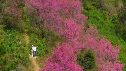 Hoa tớ dày nở rộ, Mí Háng gọi mời du khách