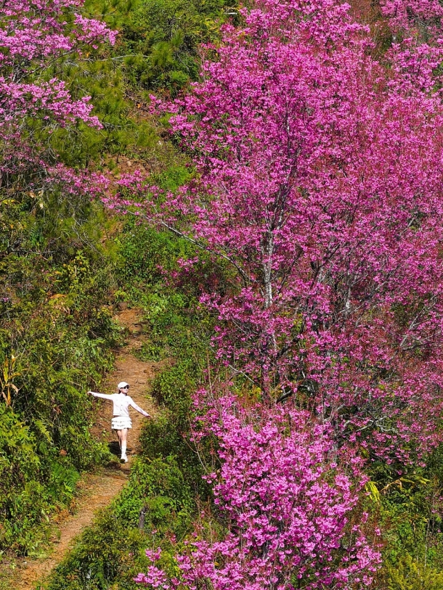 Hoa tớ dày nở rộ, Mí Háng gọi mời du khách