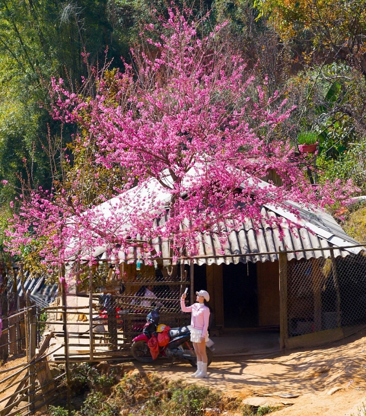 Hoa tớ dày nở rộ, Mí Háng gọi mời du khách