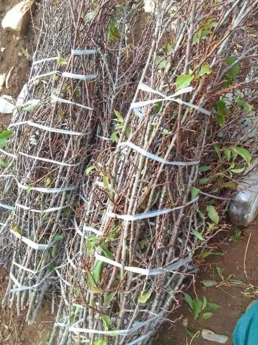 Mận rừng xuống phố 'ngóng' khách chơi Tết sớm Mận rừng xuống phố 'ngóng' khách chơi Tết sớm