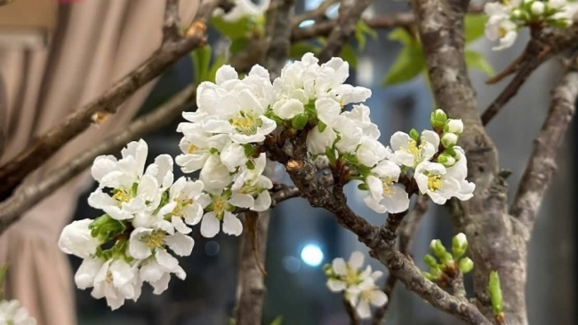 Mận rừng xuống phố 'ngóng' khách chơi Tết sớm
