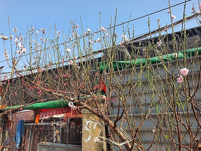 Mận rừng xuống phố 'ngóng' khách chơi Tết sớm Mận rừng xuống phố 'ngóng' khách chơi Tết sớm