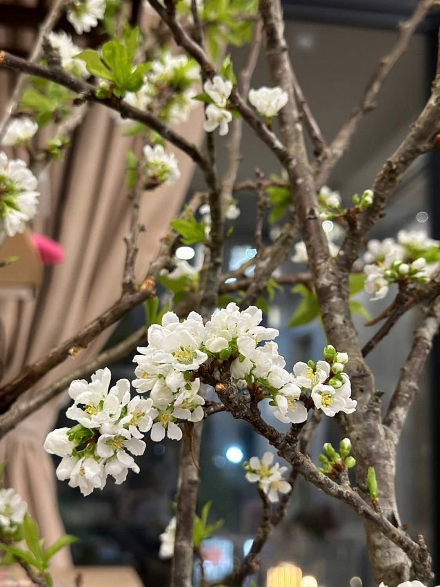 Mận rừng xuống phố 'ngóng' khách chơi Tết sớm Mận rừng xuống phố 'ngóng' khách chơi Tết sớm