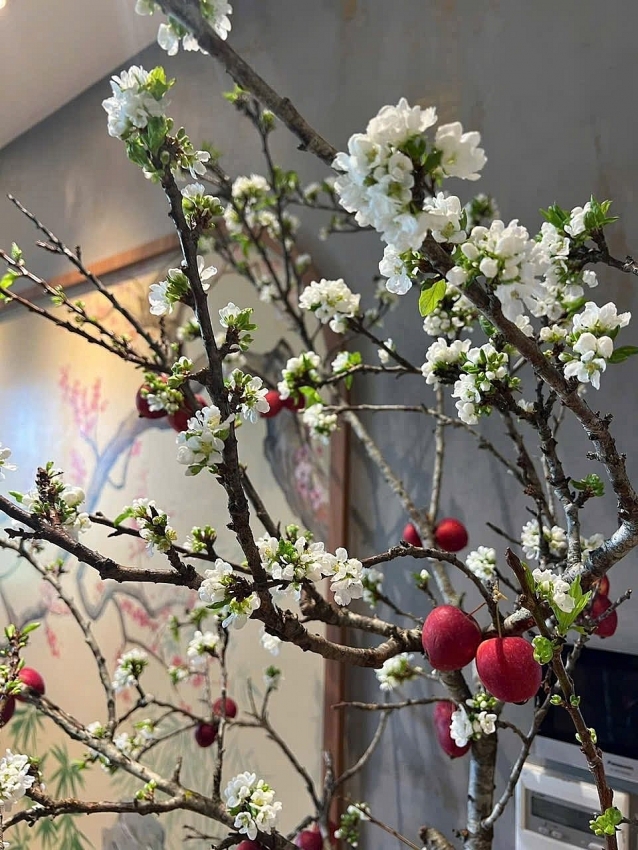 Mận rừng xuống phố 'ngóng' khách chơi Tết sớm Mận rừng xuống phố 'ngóng' khách chơi Tết sớm