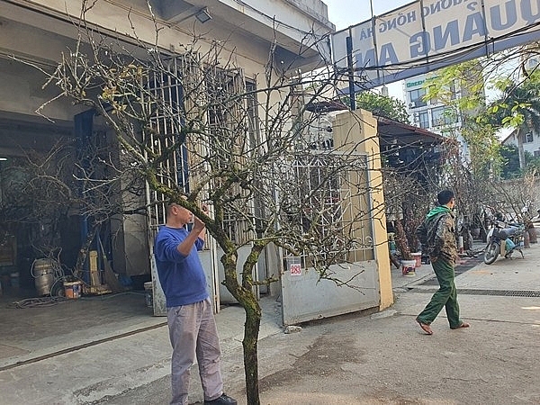 Mận rừng xuống phố 'ngóng' khách chơi Tết sớm Mận rừng xuống phố 'ngóng' khách chơi Tết sớm