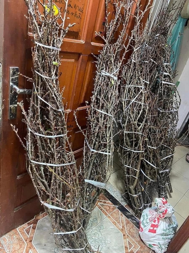 Mận rừng xuống phố 'ngóng' khách chơi Tết sớm Mận rừng xuống phố 'ngóng' khách chơi Tết sớm