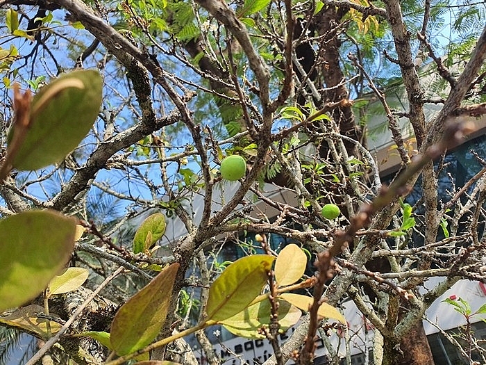 Mận rừng xuống phố 'ngóng' khách chơi Tết sớm Mận rừng xuống phố 'ngóng' khách chơi Tết sớm