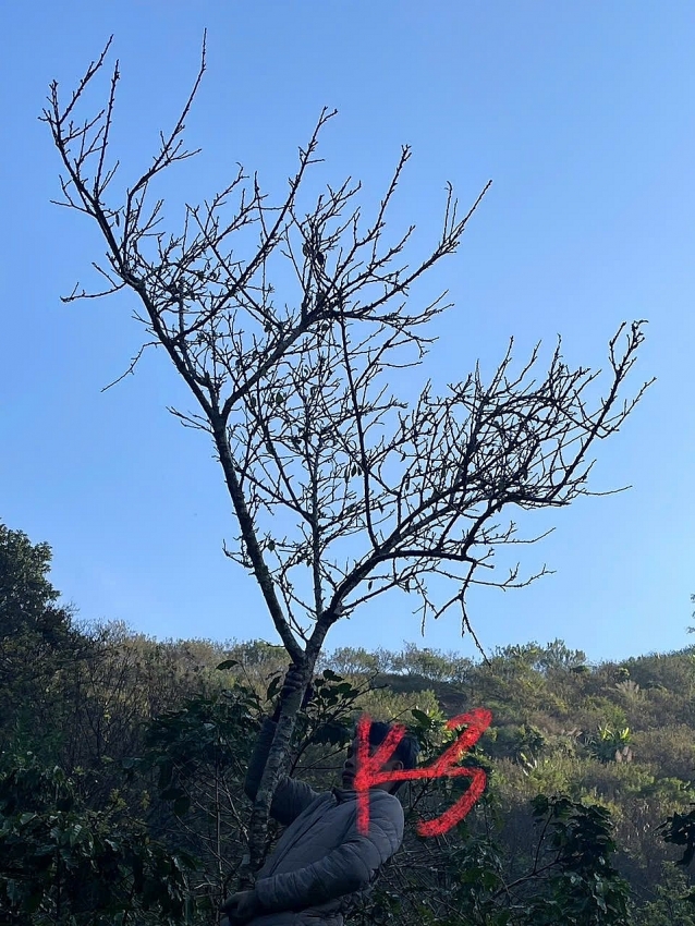 Mận rừng xuống phố 'ngóng' khách chơi Tết sớm Mận rừng xuống phố 'ngóng' khách chơi Tết sớm