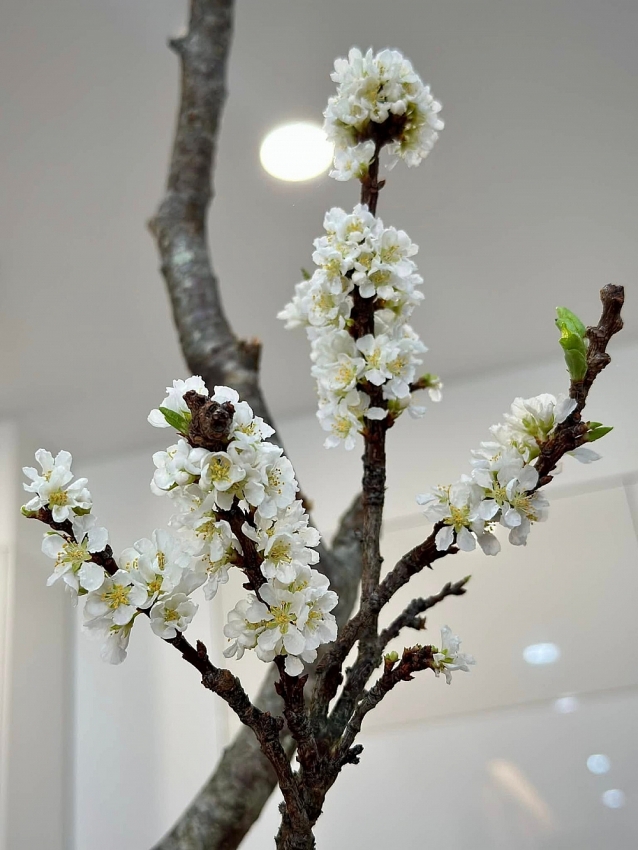 Mận rừng xuống phố 'ngóng' khách chơi Tết sớm Mận rừng xuống phố 'ngóng' khách chơi Tết sớm