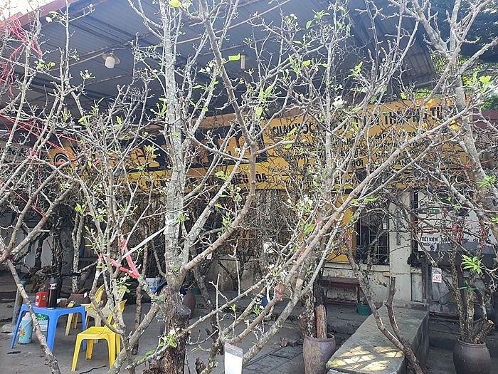 Mận rừng xuống phố 'ngóng' khách chơi Tết sớm Mận rừng xuống phố 'ngóng' khách chơi Tết sớm