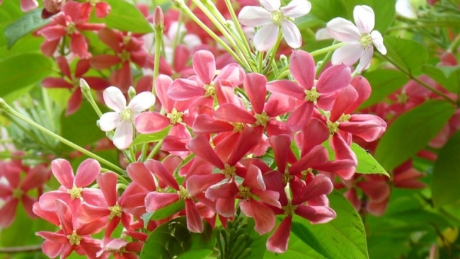 Tử vi tuần mới (22-28/12/2025): Tuổi Thân quý nhân nâng đỡ, tuổi Tỵ hạnh phúc bất ngờ