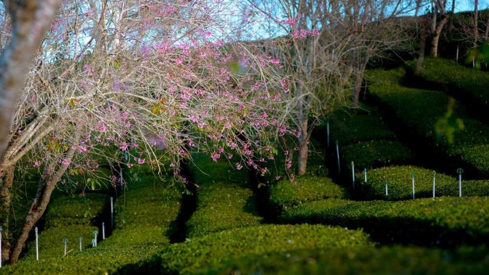 Mai anh đào nở sớm, Đà Lạt gọi mời du khách săn hoa cuối năm
