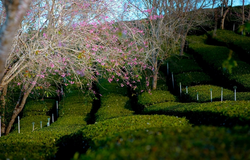 Mai anh đào nở sớm, Đà Lạt gọi mời du khách săn hoa cuối năm
