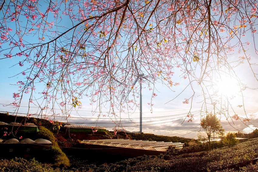 Mai anh đào nở sớm, Đà Lạt gọi mời du khách săn hoa cuối năm