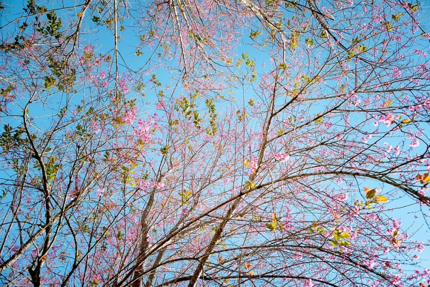 Mai anh đào nở sớm, Đà Lạt gọi mời du khách săn hoa cuối năm