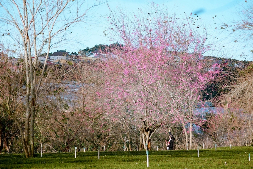 Mai anh đào nở sớm, Đà Lạt gọi mời du khách săn hoa cuối năm