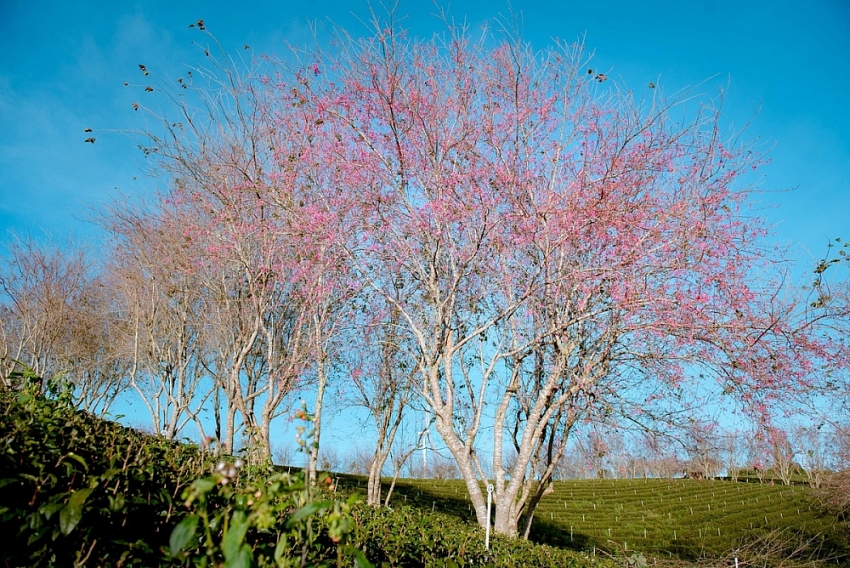 Mai anh đào nở sớm, Đà Lạt gọi mời du khách săn hoa cuối năm