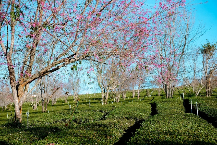 Mai anh đào nở sớm, Đà Lạt gọi mời du khách săn hoa cuối năm