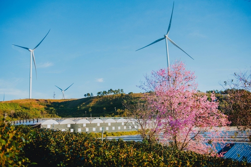 Mai anh đào nở sớm, Đà Lạt gọi mời du khách săn hoa cuối năm