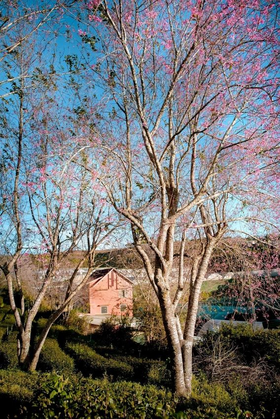 Mai anh đào nở sớm, Đà Lạt gọi mời du khách săn hoa cuối năm