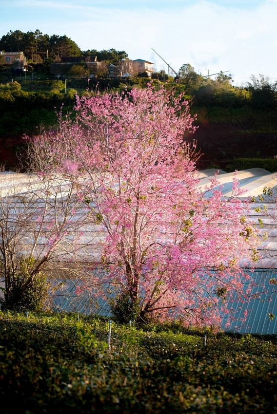 Mai anh đào nở sớm, Đà Lạt gọi mời du khách săn hoa cuối năm